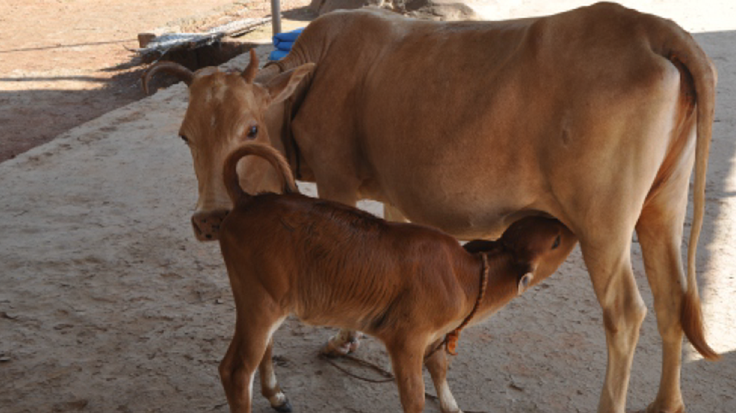 Shree Nithyananda Yogashrama Kondevoor, Uppala