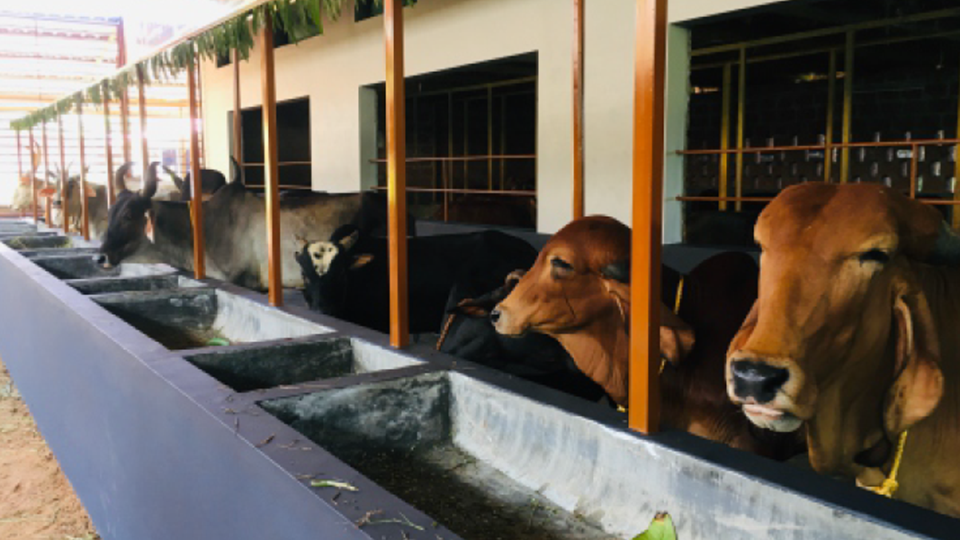 Shree Nithyananda Yogashrama Kondevoor, Uppala